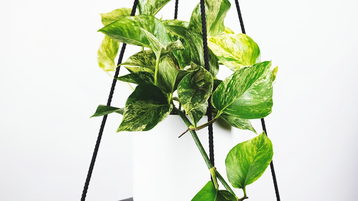 世界杯决赛直播画面截图 - 阿根廷对阵法国